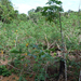 a manióka ültetvény
