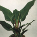 Philodendron hybride imperial green