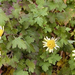 chrysanthemum indicum2