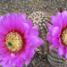 Echinocereus reichenbachii