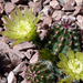 Echinocereus viridiflorus