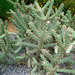 Cylindropuntia imbriata