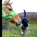 Horse And Cat by equineinnocence.png