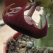 Huernia schneiderana 2