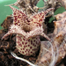 Stapelianthus decaryi