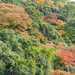 Itt az ősz Japánban is